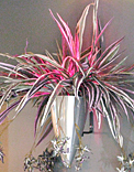 plants